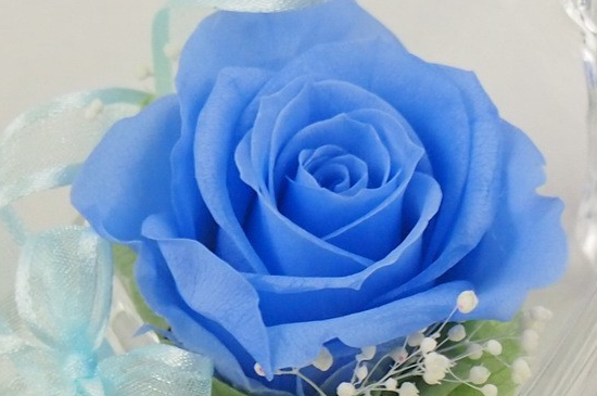 蓝玫瑰的寓意是什么