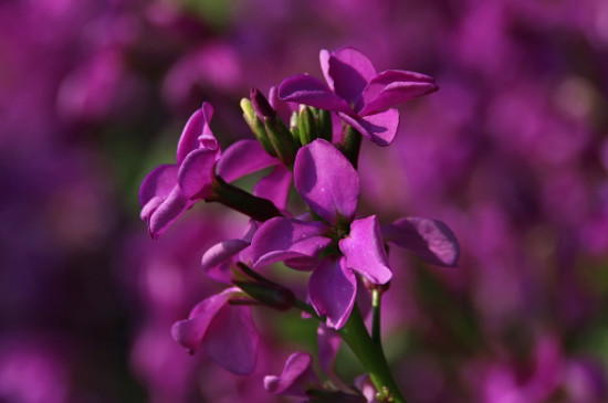 紫罗兰怎么养才能更旺盛