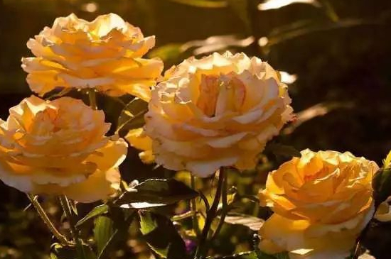 橙黄色玫瑰的花语