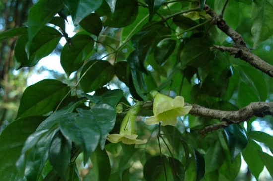 海南菜豆树的养殖方法和注意事项
