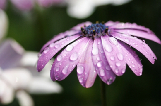 紫雏菊的花语是什么