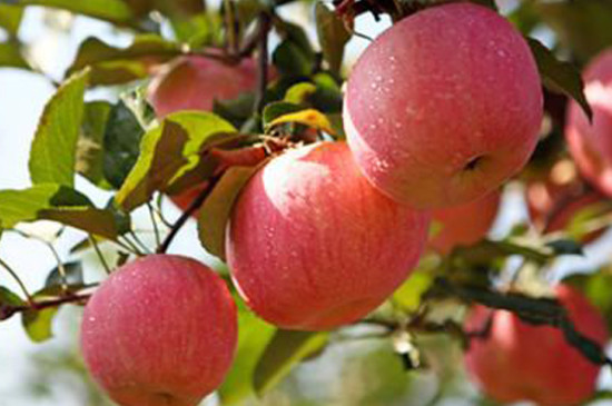 苹果树夏季修剪是在几月份好
