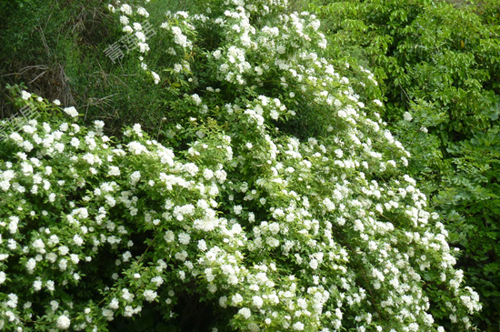白木香一年开几次花