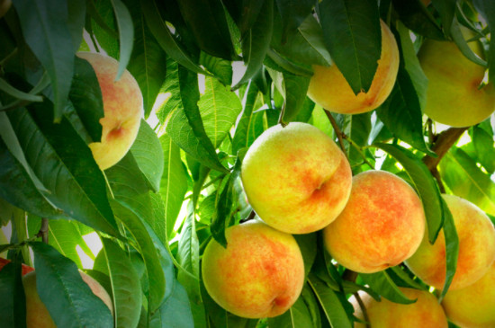 用桃核种桃树的方法