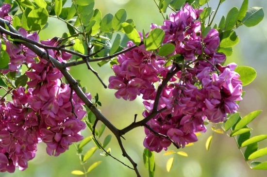 紫槐的花语是什么