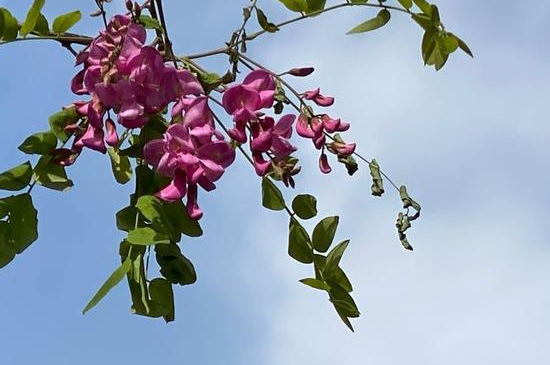 紫槐的花语是什么