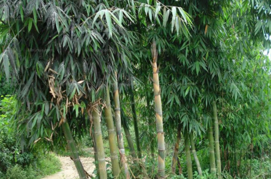 龙竹怎么养才能更旺盛