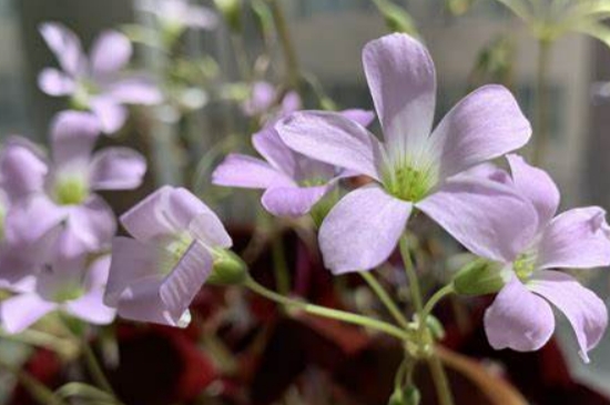 紫叶酢浆草的养殖方法和注意事项
