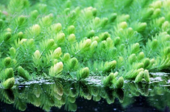 金鱼藻怎么养