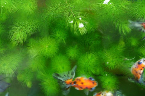 金魚藻怎麼養