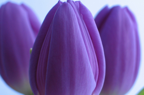 紫色郁金香的花语