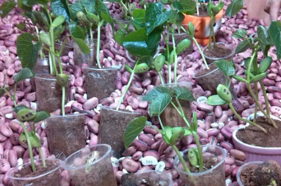 魔豆怎么种植