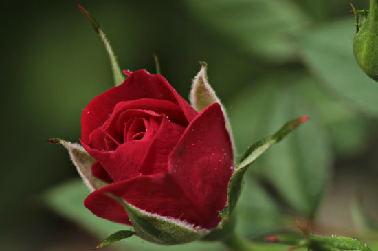 红色玫瑰的花语是什么?