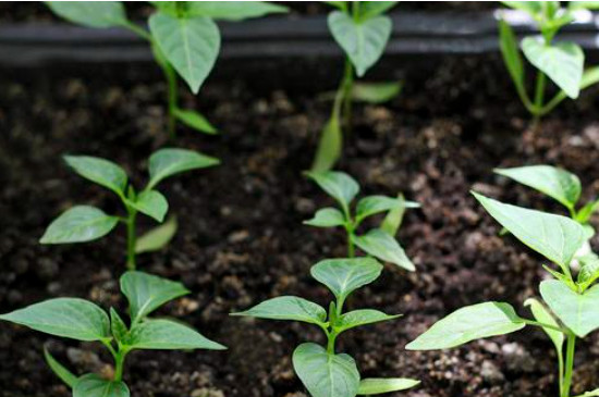 种子催芽方法五种方法