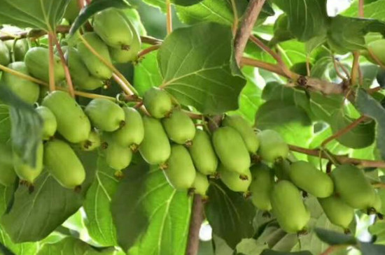 软枣猕猴桃如何种植