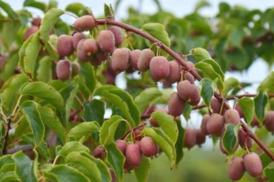 软枣猕猴桃如何种植