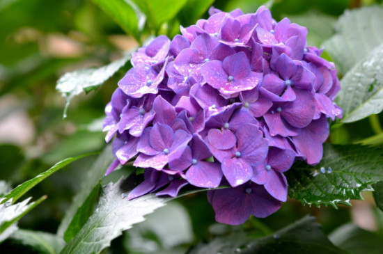 紫色绣球花花语