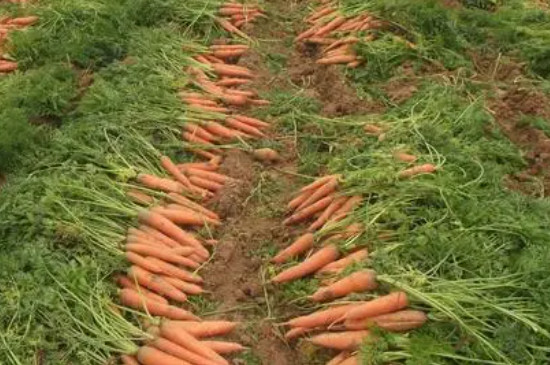 胡萝卜怎么种植