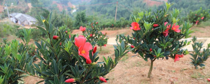 杜鹃红山茶花的养殖方法和注意事项