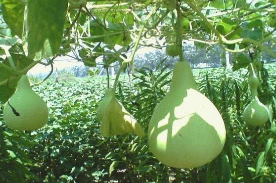 瓢葫芦的种植方法和管理