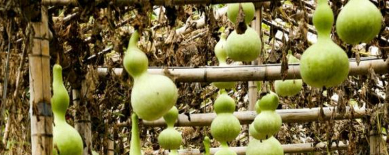 瓢葫芦的种植方法和管理