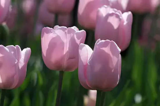 粉色郁金香花语和寓意