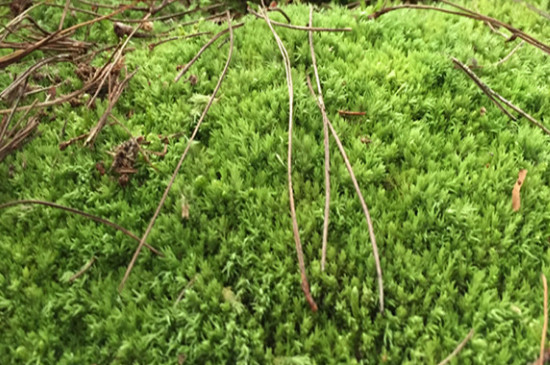 陆地上的苔藓能直接放水里吗