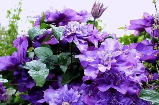 紫色铁线莲的花语