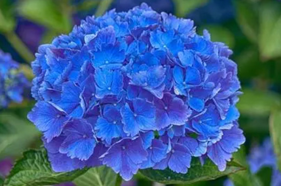 蓝色绣球花花语