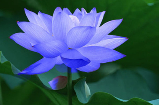 蓝莲花的寓意和象征