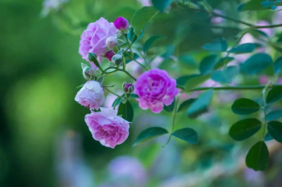 蓝蔷薇的花语