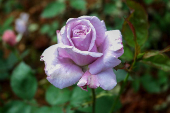 紫色玫瑰花语和寓意