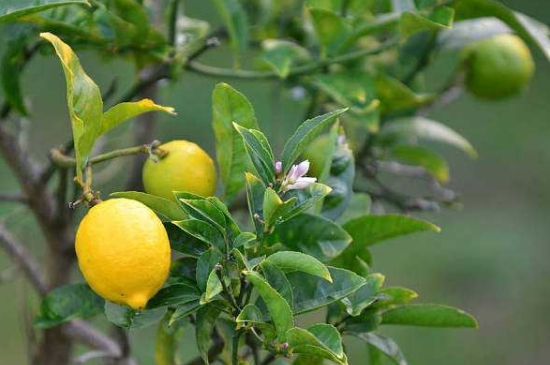 柠檬树不开花不结果的原因是什么
