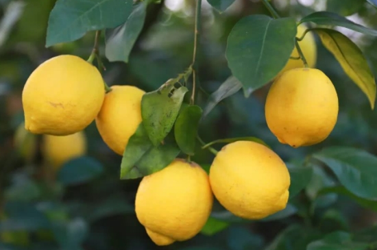 柠檬树不开花不结果的原因是什么