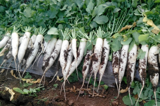 白萝卜的种植方法和时间和技术