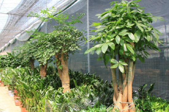富贵树的养殖方法和注意事项盆栽