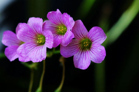 紫叶酢浆草喜阴还是喜阳