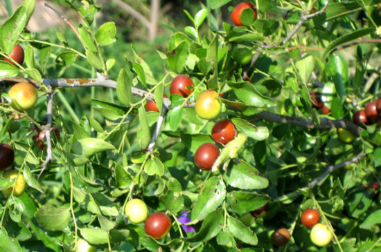 酸枣树的种植与管理