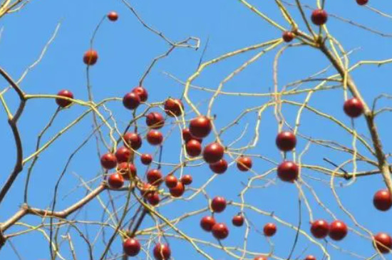 酸枣树的种植与管理