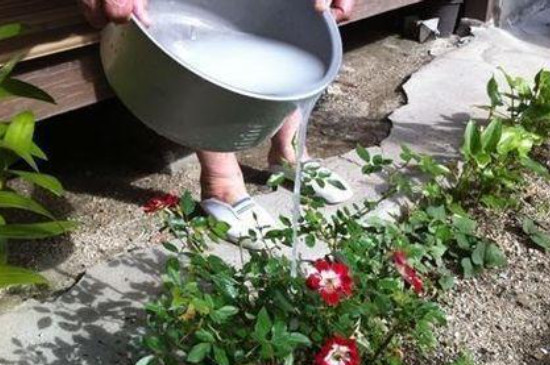 发酵的淘米水可以直接浇花吗