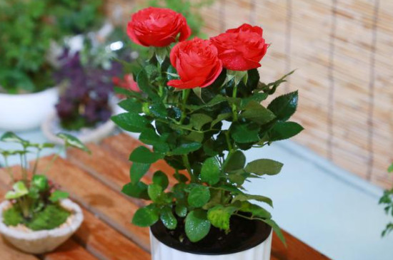 盆栽玫瑰花的养殖方法和注意事项