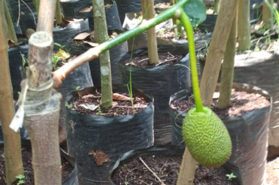 菠萝蜜种植方法盆栽