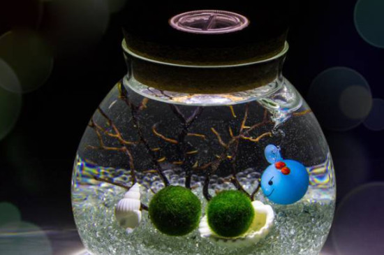 海藻球可以在封闭瓶子里养吗