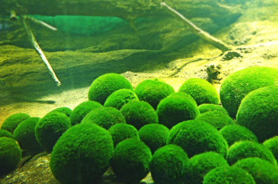 海藻球可以在封闭瓶子里养吗