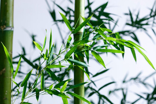 小院种竹子防止乱长的办法