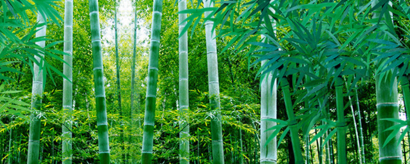 小院种竹子防止乱长的办法
