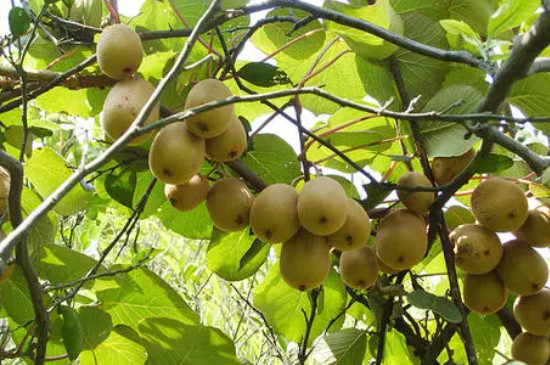 猕猴桃怎么种植方法和管理