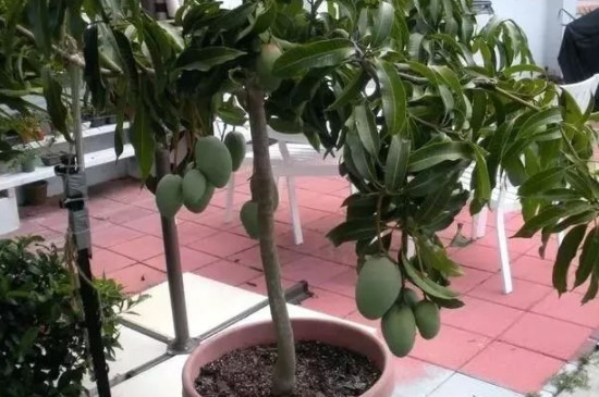 芒果树北方室内盆栽能结果吗