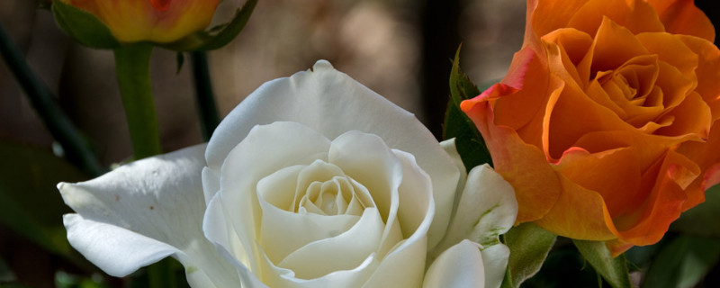 黄玫瑰和白玫瑰一起代表什么意思