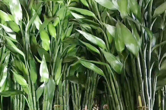 发财竹的养殖方法和注意事项竹